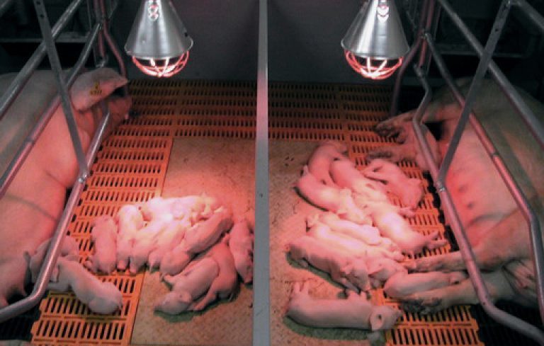 ลักษณะและรุ่นของหลอดอินฟราเรด