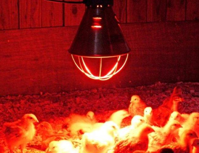 Memanaskan reban ayam pada musim sejuk dengan lampu inframerah