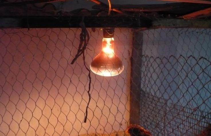 Memanaskan reban ayam pada musim sejuk dengan lampu inframerah