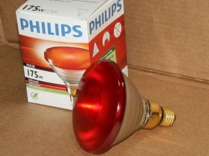 Värm upp hönshuset på vintern med en infraröd lampa