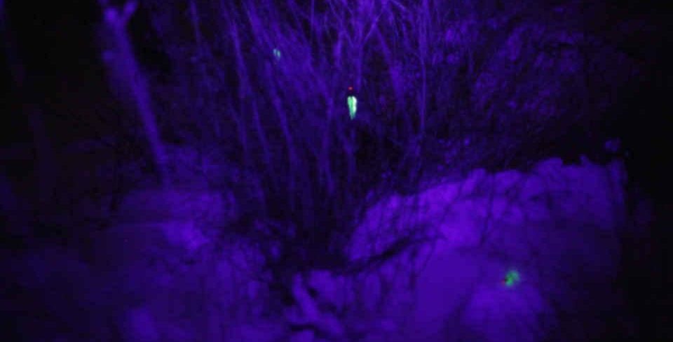 คุณสมบัติของไฟฉายอัลตราไวโอเลต