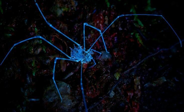 คุณสมบัติของไฟฉายอัลตราไวโอเลต