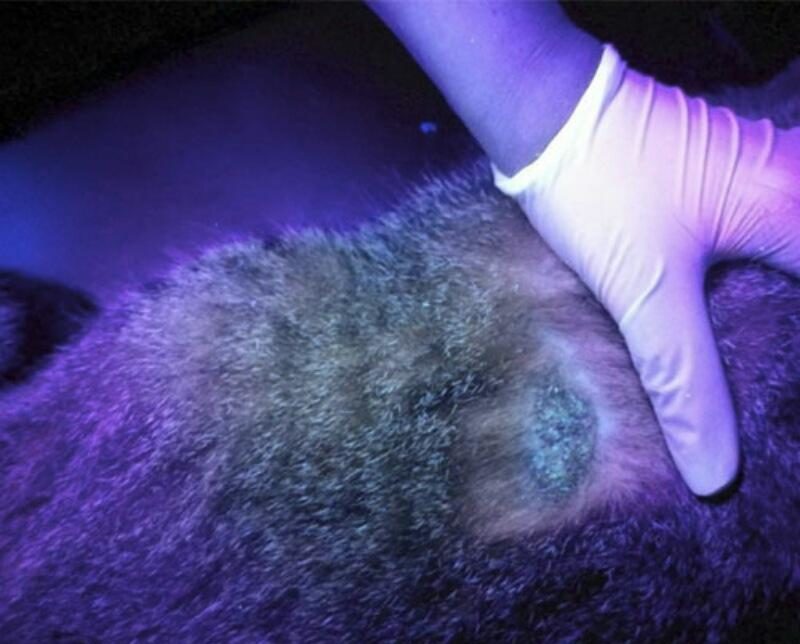 คุณสมบัติของไฟฉายอัลตราไวโอเลต