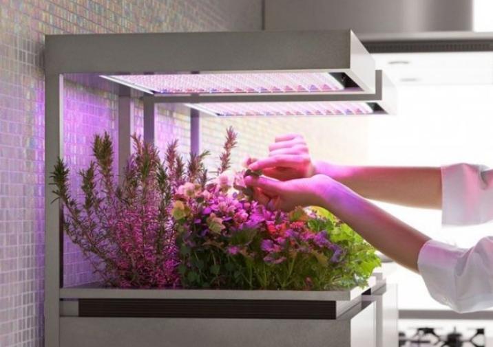 Фитолампи създават осветление, близко до естественото.