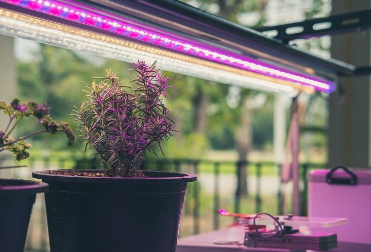 A fitolamp nem jelent veszélyt