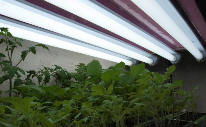 Как да си направим осветление за оранжерии