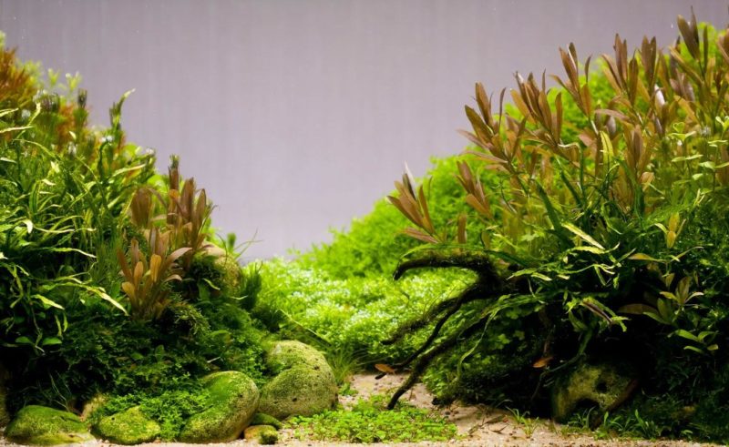 Milyen világítás legyen az akváriumban