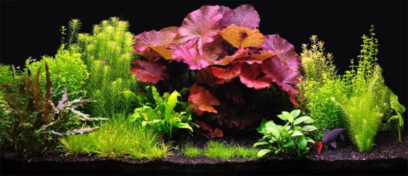 Milyen világítás legyen az akváriumban