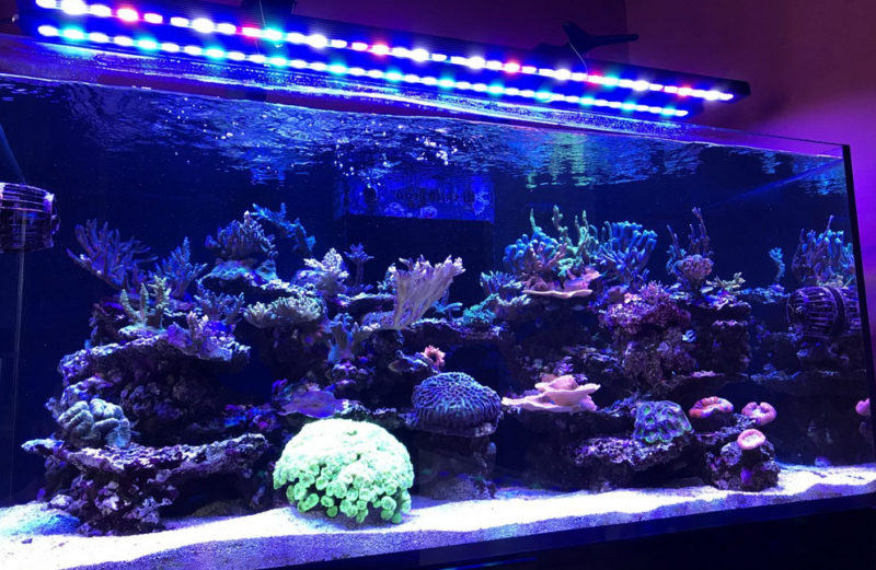 Cómo hacer luces de acuario con tira de LED